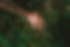 FERALCVR3-0537s.jpg