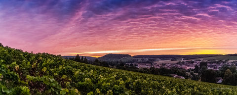 Paysage en Champagne
© Philippe Martineau, photographe culinaire professionnel à Paris.
Photographe célèbre pour son style artistique original, il a été récompensé par 12 prix internationaux.