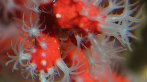 corail-rouge-aquarium-la-rochelle-bloc2-560X560.jpg