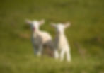 lambs_edited