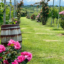 IMG_7412 VINEYARD ROSES.jpg
