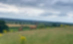 Deer on Deer Park Estate