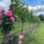 IMG_7440 VINEYARD ROSES