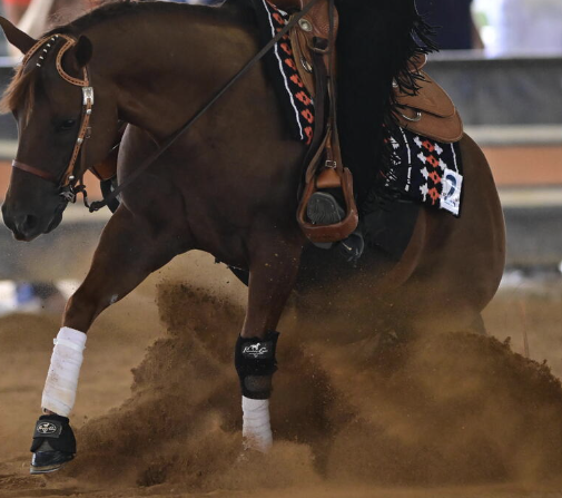 Jessica Braswell Equestrian Camps