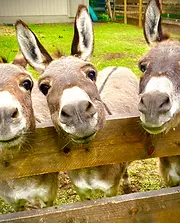 Gordie, Twiggy, and Happy — three curious donkeys peering over the wooden fence at the Therapy4Boys therapeutic farm