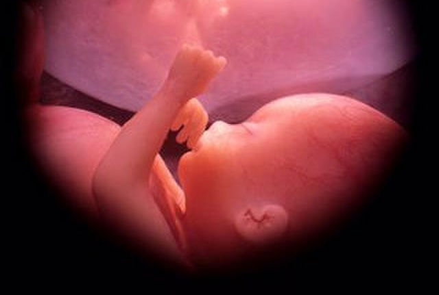 Fetus in womb highlighted in warm pink tones, raising a hand toward its face in a gentle, serene setting. No text visible.