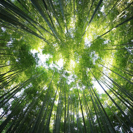 Tall bamboo trees reaching skyward, forming a green canopy. Sunlight filters through leaves, creating a serene, natural setting.