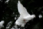 White dove in flight with outstretched wings against a dark, leafy background, conveying a sense of peace and freedom.
