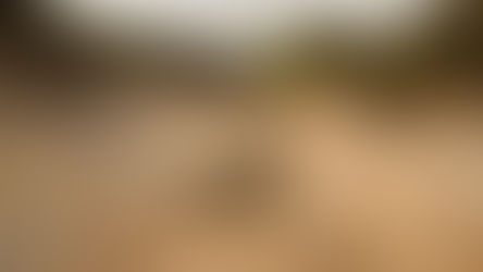 Rocky dry riverbed with scattered stones and earth walls. Surrounding greenery on top. Cloudy sky adds a serene, desolate atmosphere.