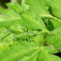 grasshopper-green-dotted-3322438.jpg