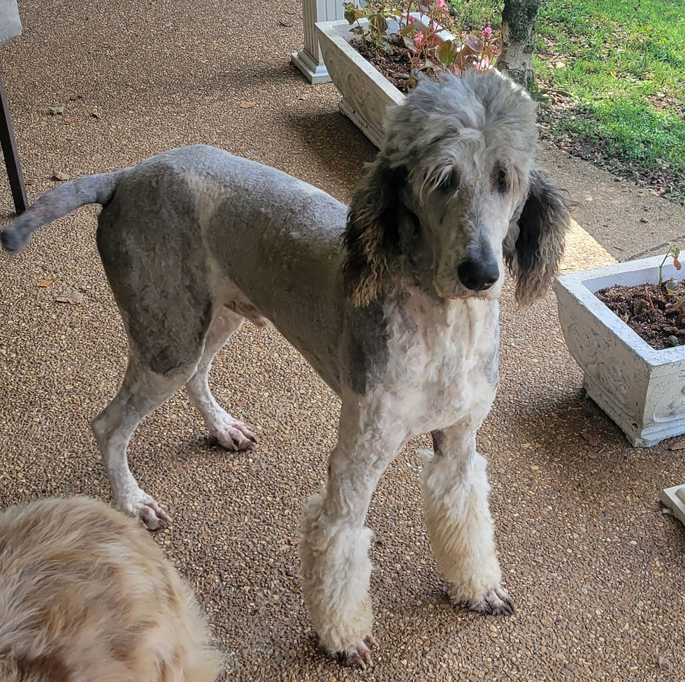 Thumbnail: CKC Standard Stud Poodle Silver and White Parti