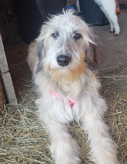 CKC F1 Sable Aussiedoodle