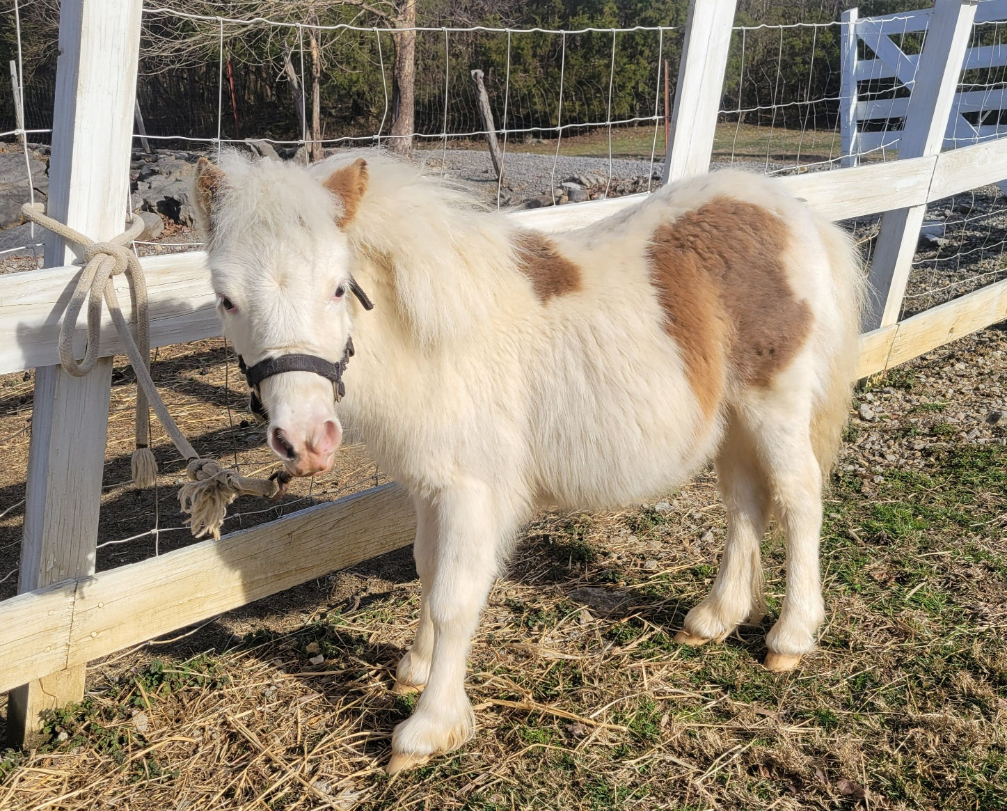 Sugar ~ Young Miniature Horse Filly