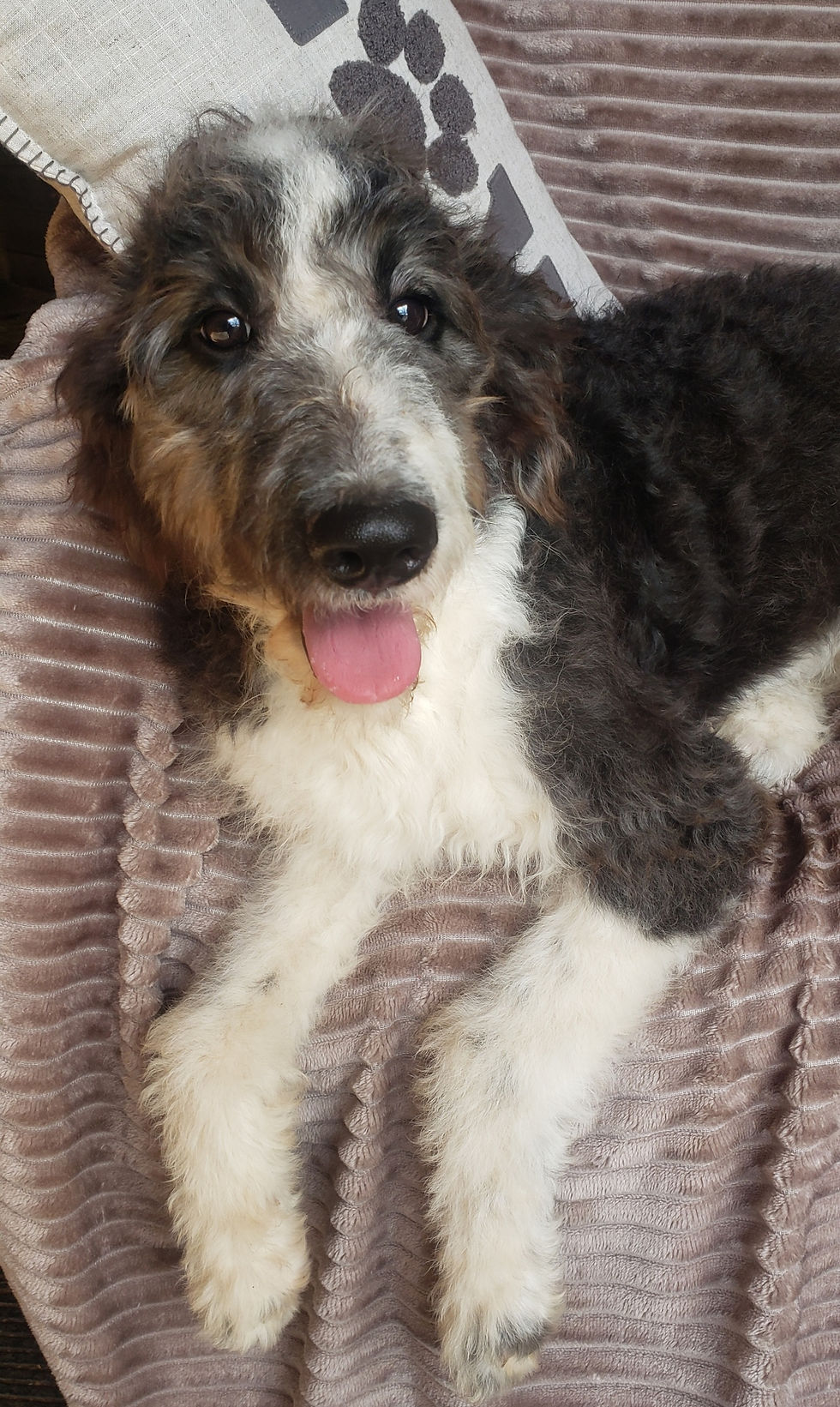 Thumbnail: Pepper ~ CKC F1b Female Black and White Parti Aussiedoodle