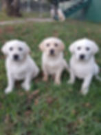 Ziggy and Friends