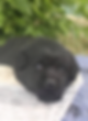 Screen Shot 2019-11-25 at 1.29.56 pm.png