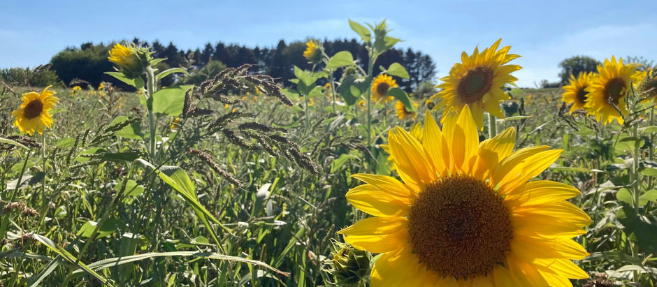 De halsbrekende toeren van de liefde