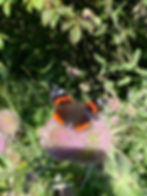 Red admiral on teasel