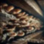 Zwamgroei op houten balken in een vochtige kelder, met duidelijke tekenen van houtrot en schimmel in een vergevorderd stadium.