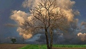 СТАРАЯ ЛИПА