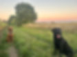 Dog Training and Behaviourist in Bingham Nottinghamshire Leicestershire Rutland. Nervous and Sensitive dog support