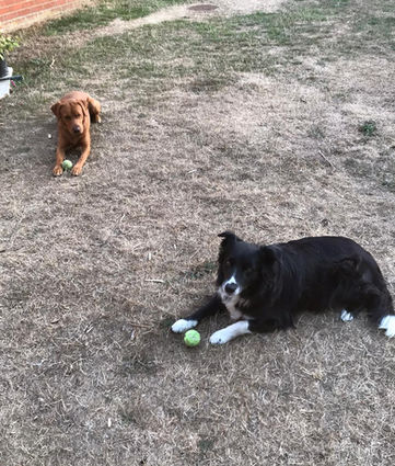 Dogs learning together