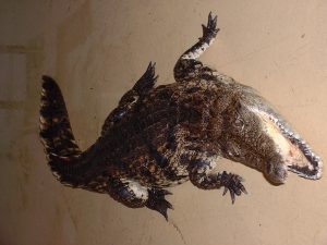 crocodile 1