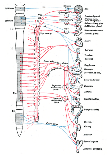 Sympathetic (red) and parasympathetic (blue) n...