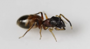 Ant Spider