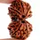 Thumbnail: Natural Gauri Shankar Rudraksha