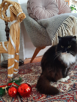 Monet juhlaan liittyvät tuotteet ovat kissalle vaarallisia