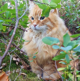 Älä loukuta naapurin kissaa