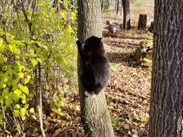 Kissojen oikeudet ry:n omaehtoinen lausunto ehdotuksesta laiksi eläinten hyvinvoinnista