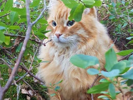 Kissan hyvinvointi riippuu sen omistajasta