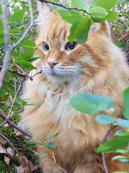 KUKA TIETÄÄ PARHAITEN MIKÄ KISSOILLE ON PARASTA?