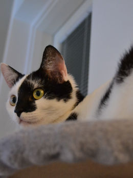 Kissojen lajityypillisestä käyttäytymisestä sekä saalistamisesta