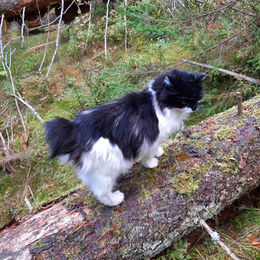 Kissa ei ole haitallinen vieraslaji