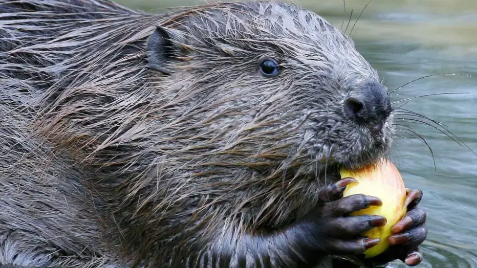World Rivers Day, tributaries and beavers!