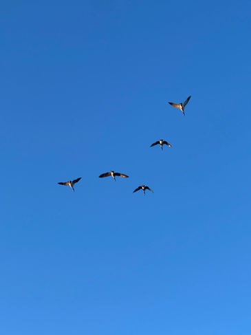 IMG_1318.jpeg