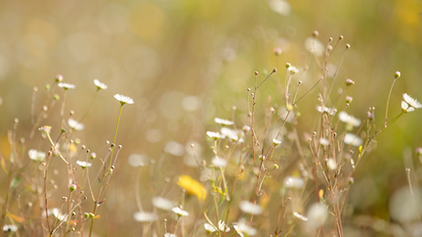 Grit & Grace Counseling Group-Website (21).png