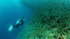 《大募集!》冬のセブ島リゾートツアー日程が決まりました!