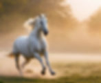 white horse running in the mist_edited.jpg