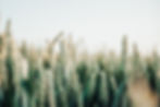 conscious-design-Lc8kb9AlDms-unsplash