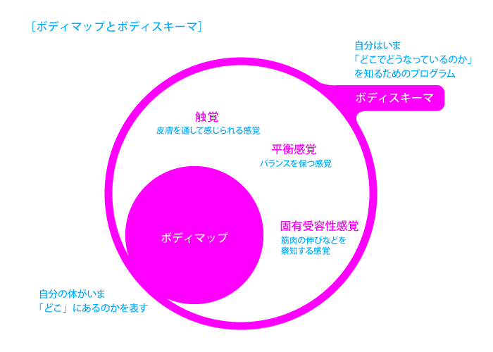 ボディマップとボディスキーマ_図