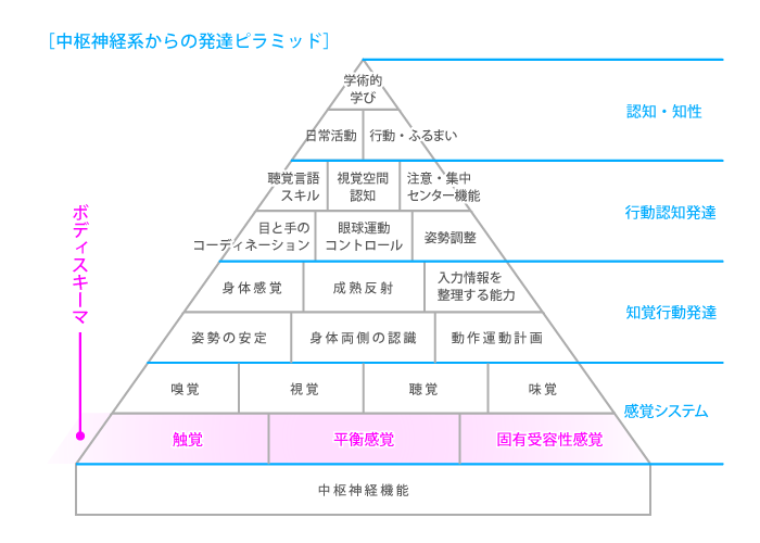 中枢神経系からの発達ピラミッド_図