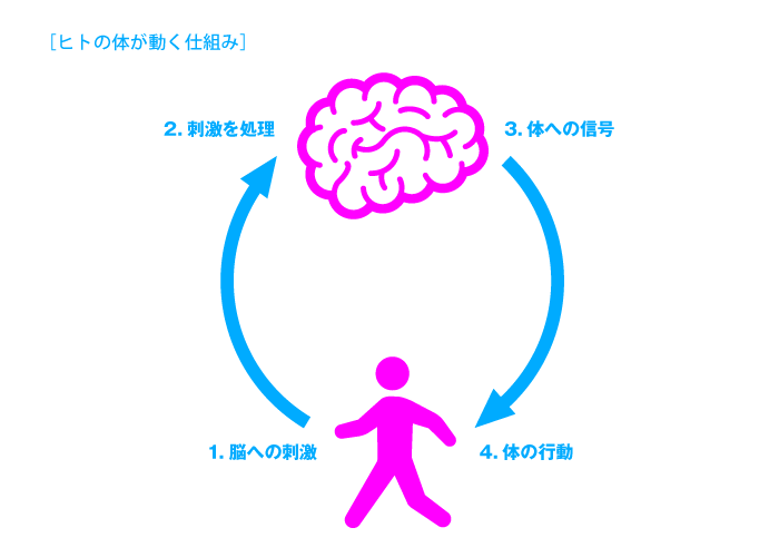 ヒトの体が動く仕組み_図