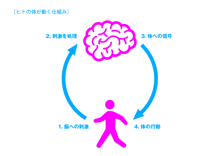 ヒトの体が動く仕組み_図