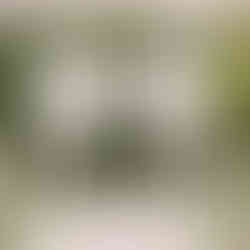 White chuppah decorated beautifully with lace fabric and white flowers