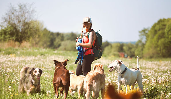 my-dog-camp-professional-dog-walking-course.jpg
