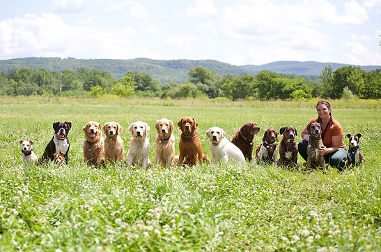 Learn how to become a professional dog walker